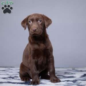 Lindsey, Chocolate Labrador Retriever Puppy